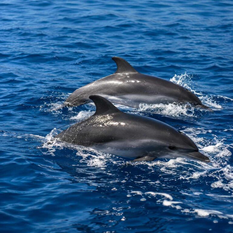 delfini8